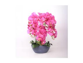 Orhidee GARDEN QUEEN H64cm, tumeroosa