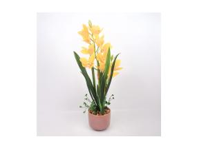 Orhidee GARDEN QUEEN H70cm, kollane
