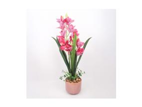Orhidee GARDEN QUEEN H70cm, tumeroosa
