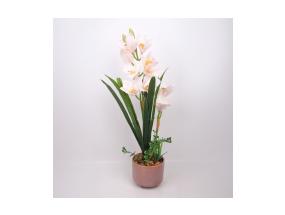 Orhidee GARDEN QUEEN H70cm, valge