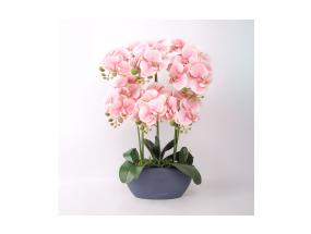 Orhidee GARDEN QUEEN H64cm, heleroosa