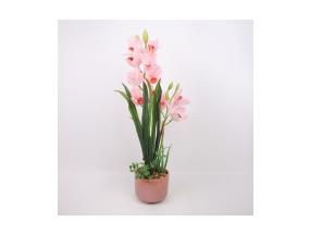Orhidee GARDEN QUEEN H70cm, heleroosa