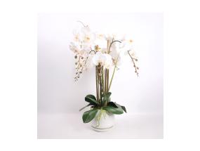 Orhidee GARDEN QUEEN H68cm, valge