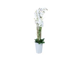 Orhidee GARDEN QUEEN H132cm, valge