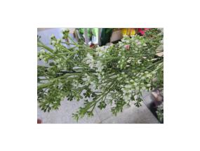 Vanik GREENLAND 180cm, valged õied