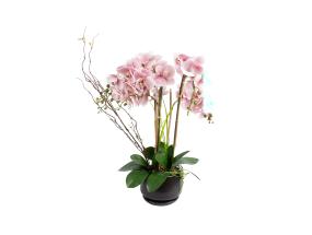 Orhidee GARDEN QUEEN H68cm, heleroosa