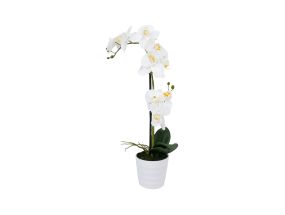 White orchid with 2 branches IN GARDEN, H51cm, white pot