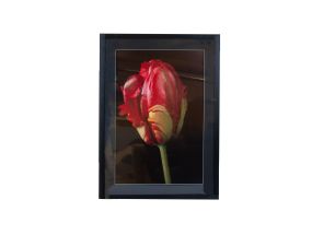 Seinapilt PICTURE LAND 50x70cm, tulp