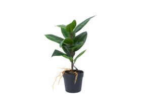 Kunsttaim GREENLAND H35cm, "Rubber fig"