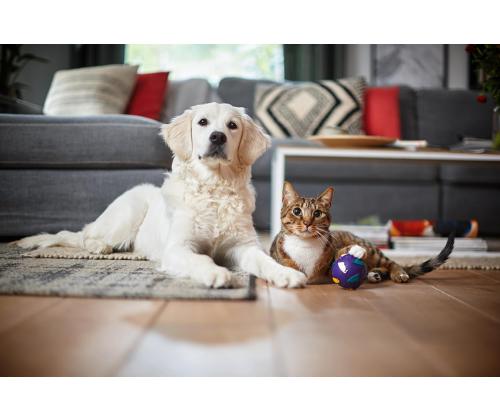 Vacuum Cleaner PHILIPS PowerPro Expert 7000 series Bagless 900 Watts Capacity 2 l Noise 75 dB Black…