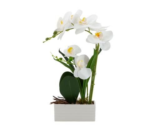 Orhidee GREENLAND H41cm valge pott, valge õis