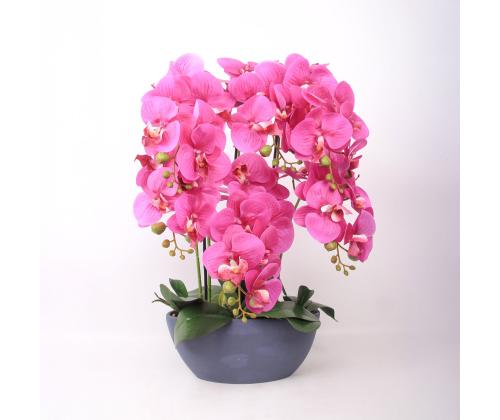 Orhidee GARDEN QUEEN H64cm, tumeroosa