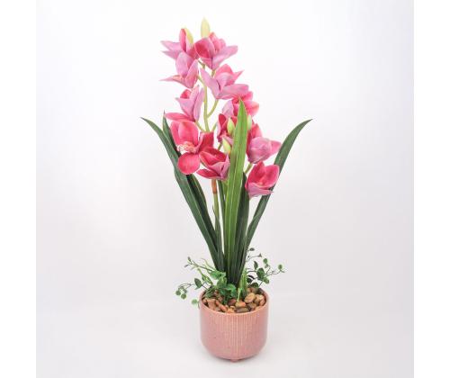 Orhidee GARDEN QUEEN H70cm, tumeroosa