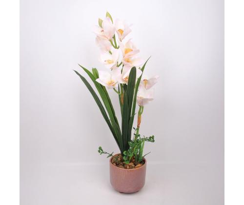 Orhidee GARDEN QUEEN H70cm, valge