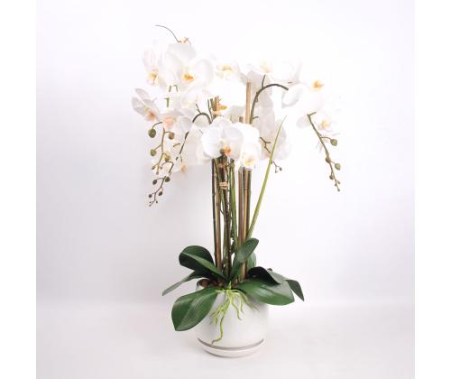 Orhidee GARDEN QUEEN H68cm, valge