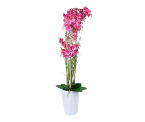 Orhidee GARDEN QUEEN H132cm, roosa