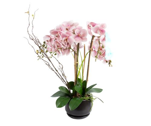 Orhidee GARDEN QUEEN H68cm, heleroosa