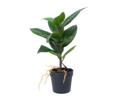 Kunsttaim GREENLAND H35cm, "Rubber fig"