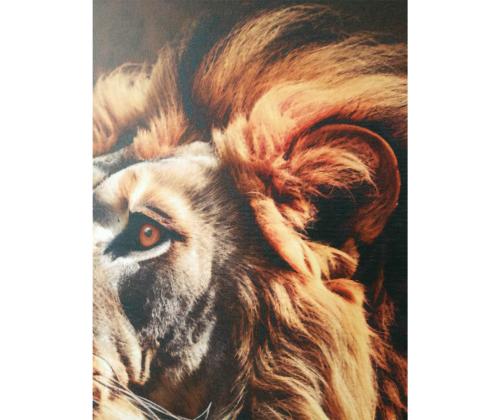 Seinapilt WALLY 50x70cm, lõvi