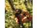 Fiskars X-series PowerGear L P961 (1057175) Bypass Pruner
