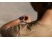 SMARTWATCH AMAZFIT ACTIVE MAX/W2556GL1N HUAMI