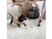 Vacuum Cleaner DREAME N10 450 Watts Weight 4.3 kg N10