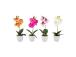 Orhidee GREENLAND H30cm valge pott, mix