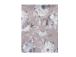 Laudlina ZHAO 134x180cm, hallid roosid, 50% polüester, 50% puuvill, kangas 037