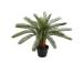 Kunsttaim CYCAS, H70cm, palmlehik, must pott
