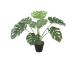 Kunsttaim MONSTERA, H60cm, must pott