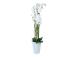 Orhidee GARDEN QUEEN H132cm, valge