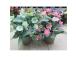 Kunsttaim GREENLAND potis, troopiline, m
