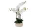 Valge orhidee 4 oksaga IN GARDEN, H55cm, hall pott