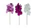 Orhidee FLOWERLY H60cm, mix