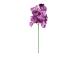 Orhidee FLOWERLY H60cm, mix