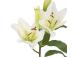 Kunstlill IN GARDEN H75cm, valge liilia